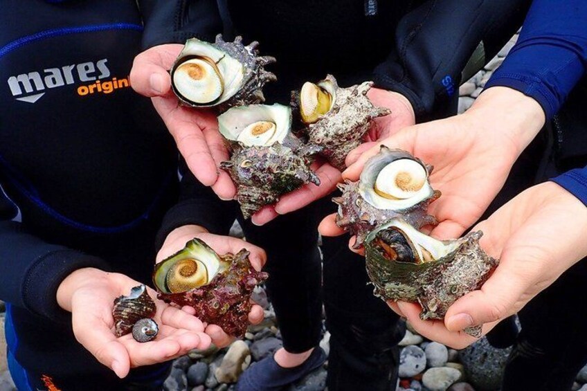 Hands holding various sea snails. 4