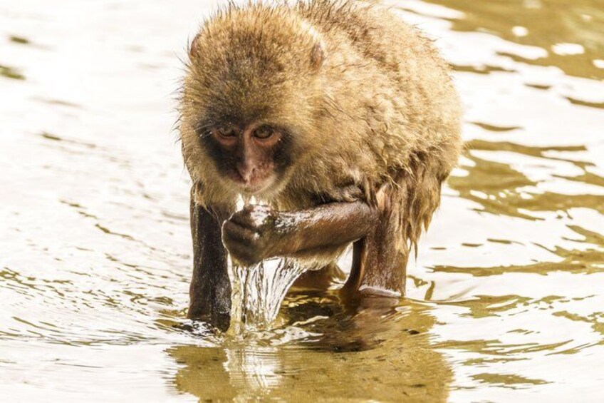 Ultimate Miyazaki 2-Day Tour: Takachiho monkey Island Aoshima etc 2