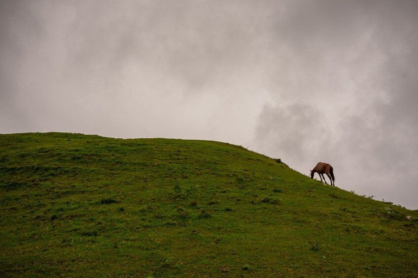 A grassy hill with a single animal grazing. 4