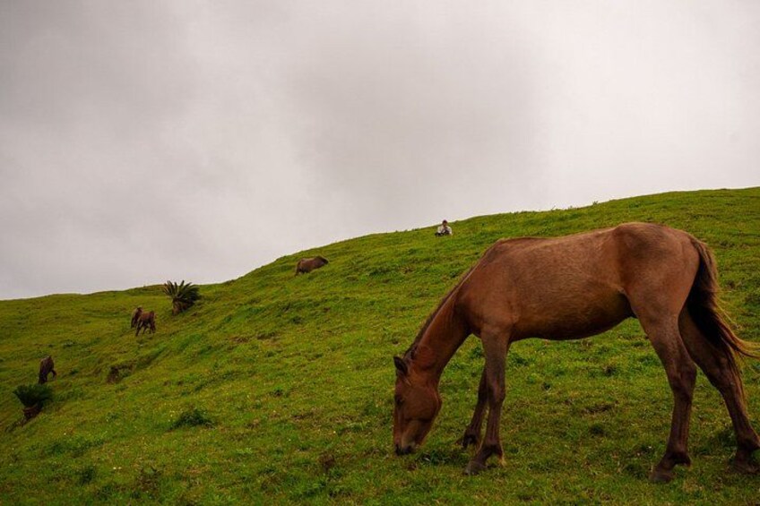 A brown horse grazing on a grassy hill with other horses in the background. 5
