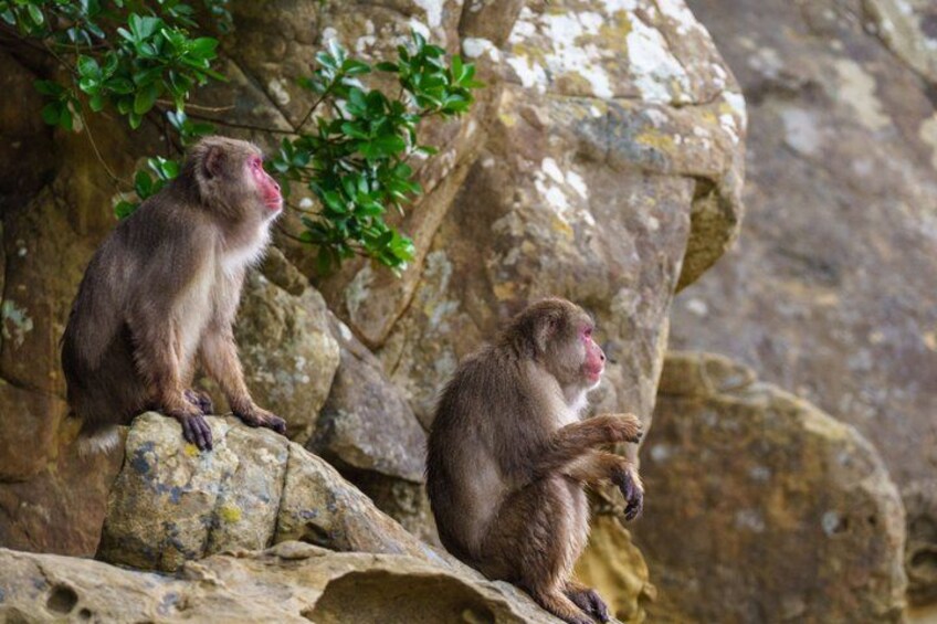 Ultimate Miyazaki 2-Day Tour: Takachiho monkey Island Aoshima etc 3