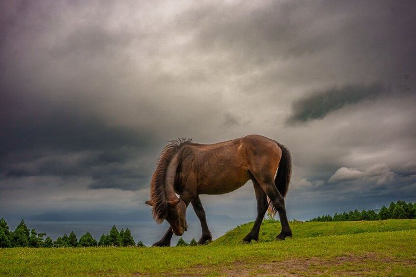 A horse grazing on a grassy field with a cloudy sky in the background. 5