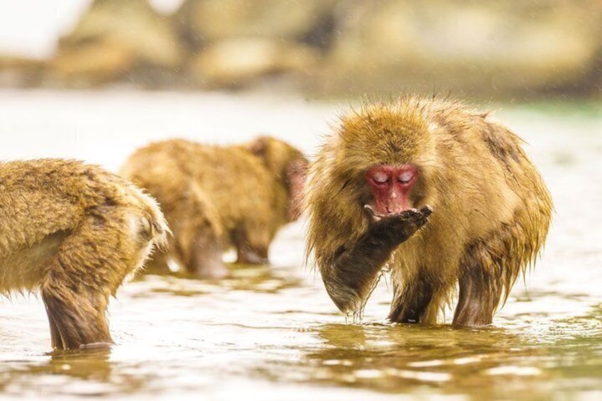 A group of monkeys in a natural water body. 1
