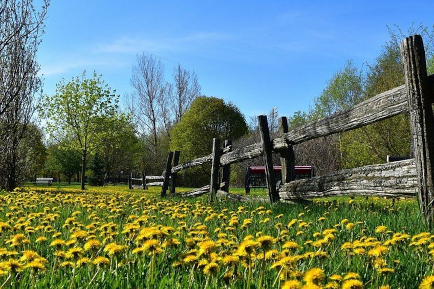 A field of yellow flowers, a wooden fence, and trees in the background. 4