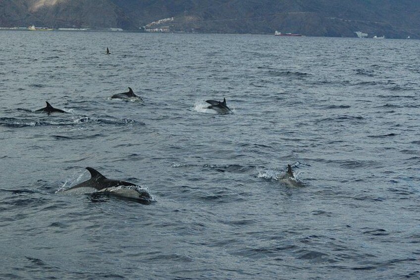 Bottlenose dolphins 2