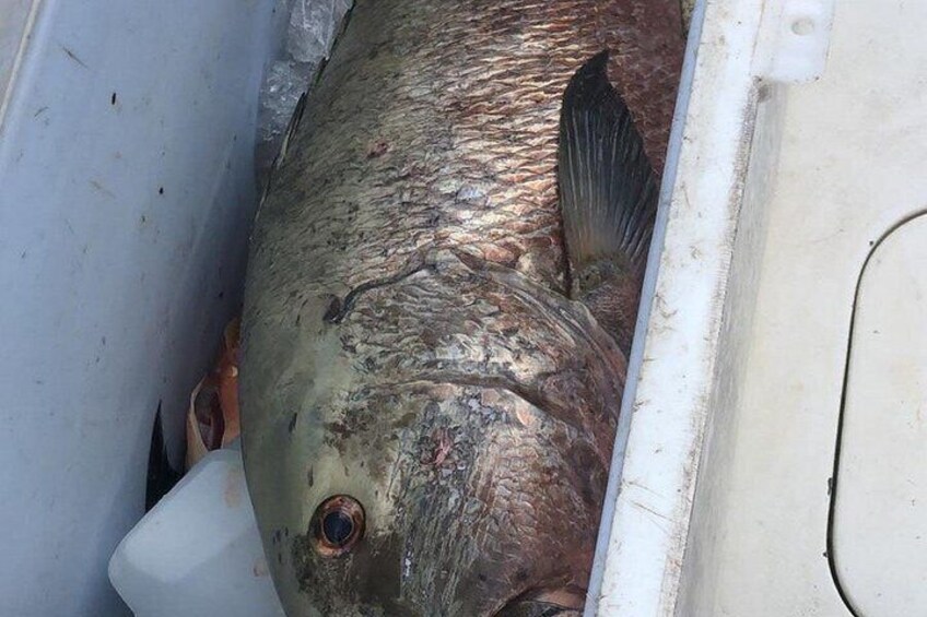 A large fish in a white container. 3