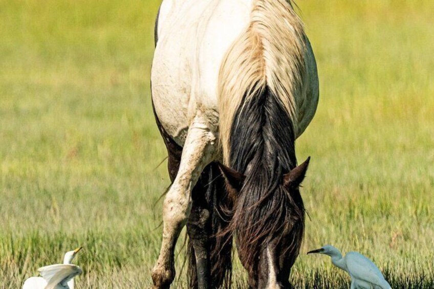 A horse grazing in a grassy field with two birds nearby. 5