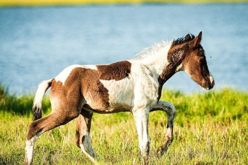 A horse with white and brown patches walking on grass near a body of water. 2