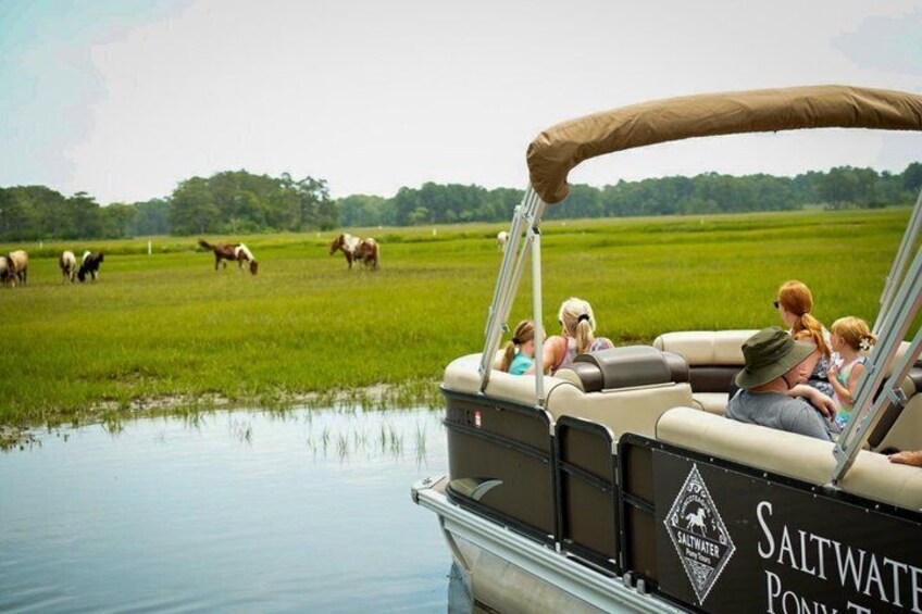 A boat with people observing horses grazing in a field. 1