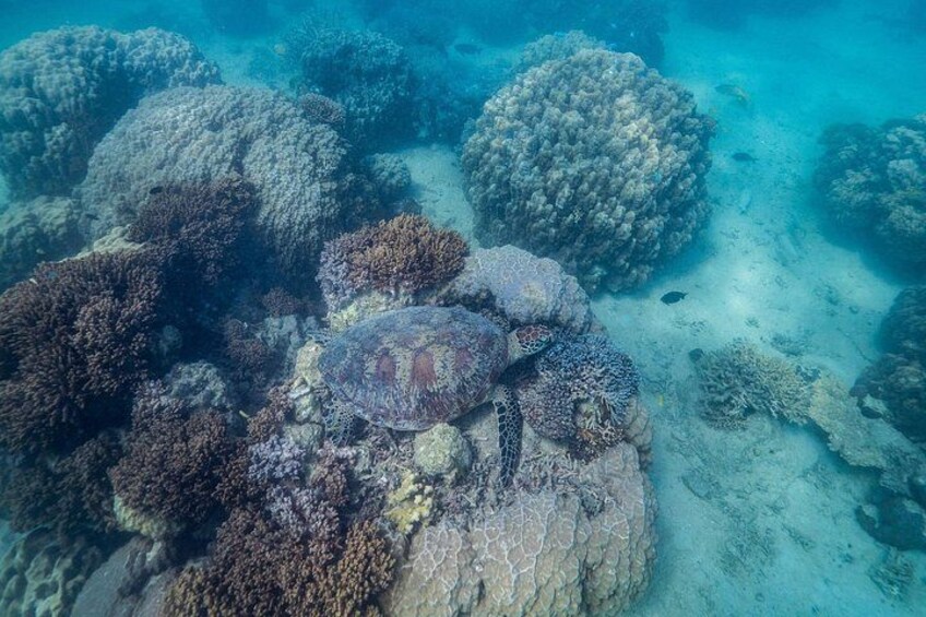 A turtle on a coral reef with various coral formations. 1