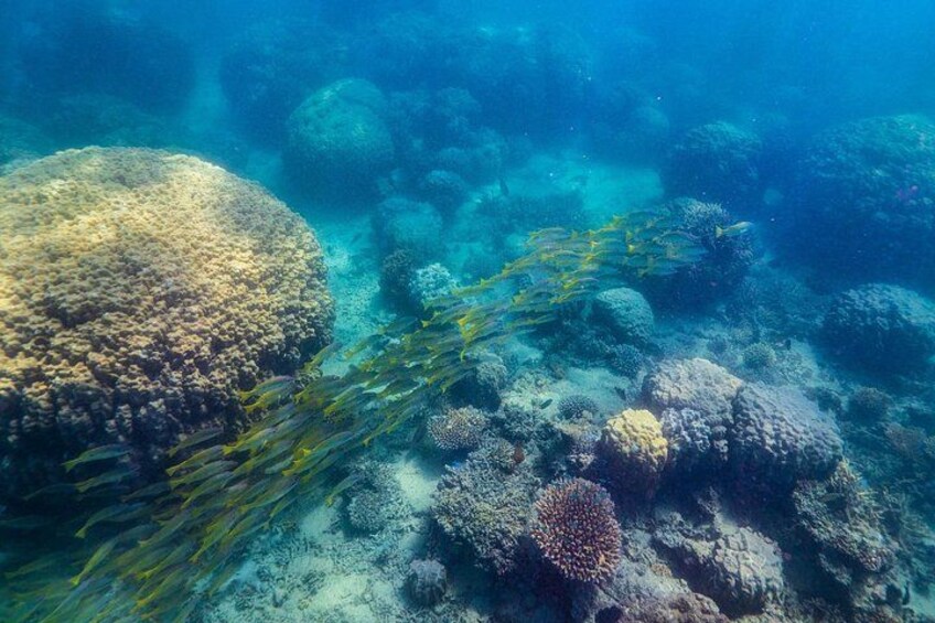 An underwater scene with coral formations and seaweed. 5
