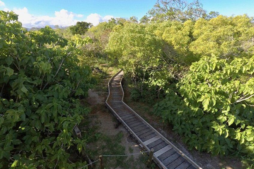 A wooden boardwalk winding through a dense forest. 3
