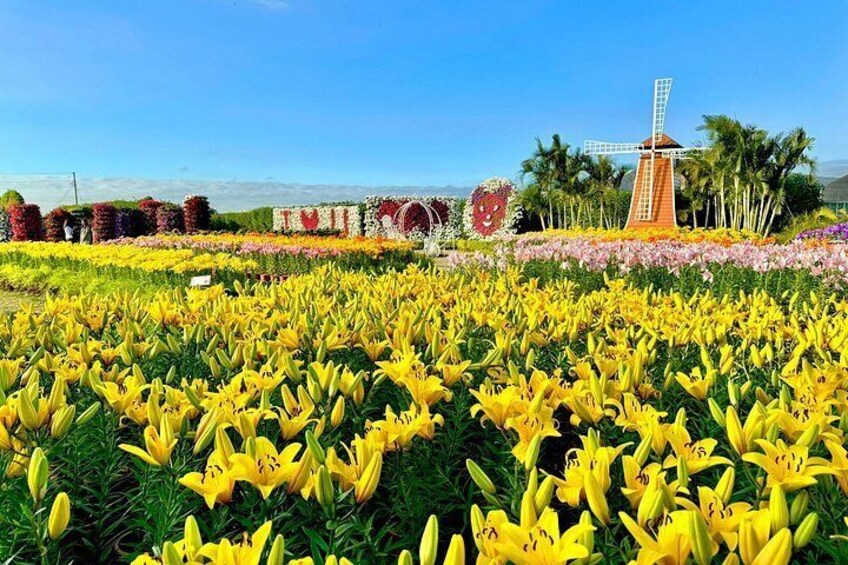 A field of yellow lilies, a windmill, and a decorative sign with the word 'LOVE' in the background. 2
