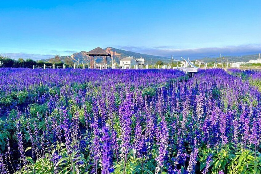 A field of purple flowers, a gazebo, and a mountain in the background. 3