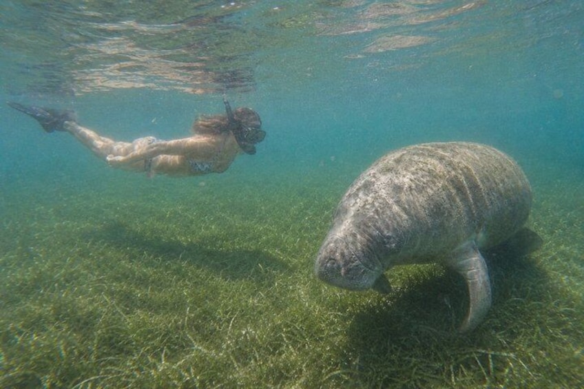A diver and a manatee underwater. 1