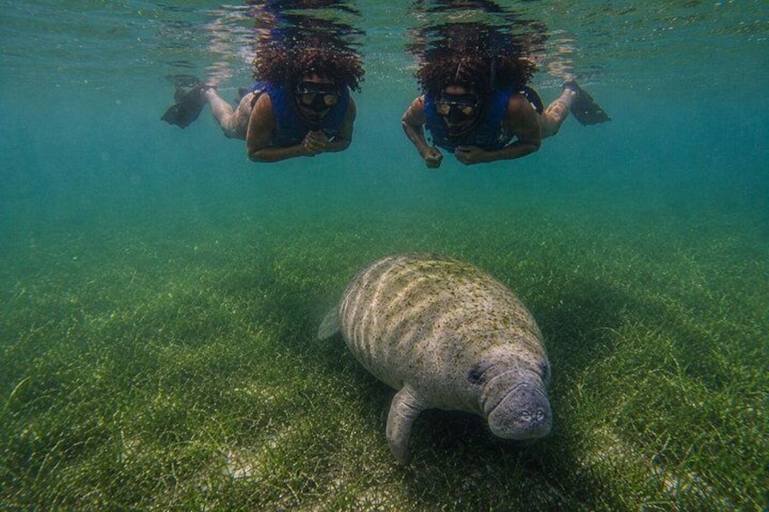Two snorkelers swimming near a manatee on a clear underwater surface. 5
