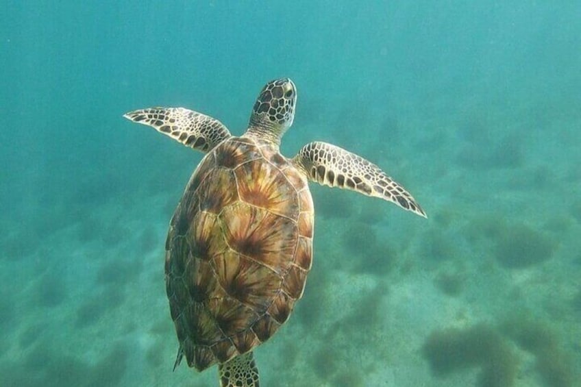 A sea turtle swimming underwater. 4