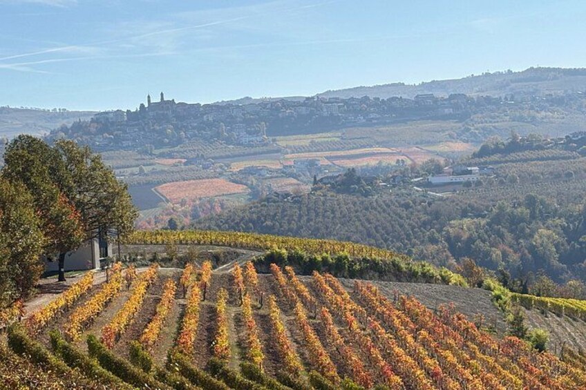 A vineyard with rows of grapevines, a tree, and a distant town. 1