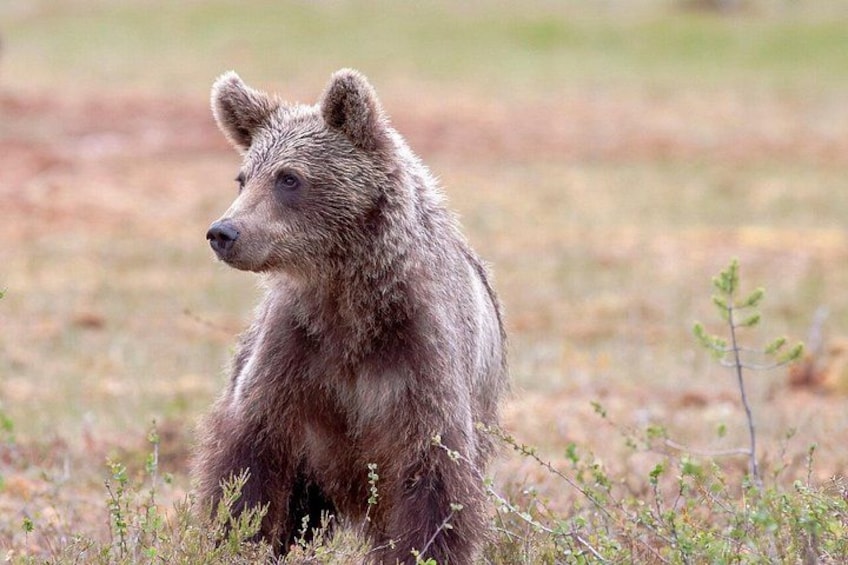 A bear sitting in a grassy field. 4