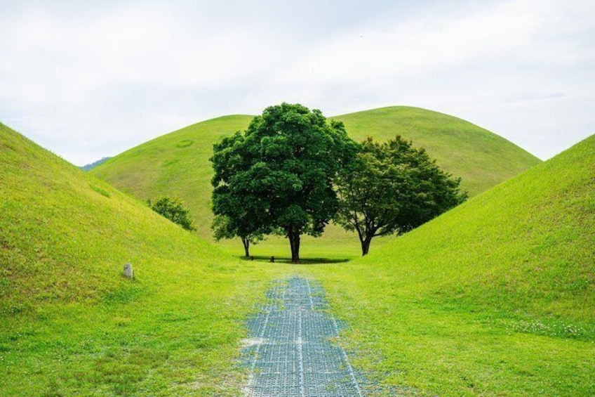 A grassy path leading to a large tree in a hilly landscape. 4