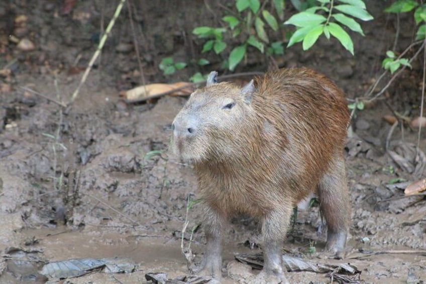 A capybara standing in muddy terrain with sparse vegetation. 2
