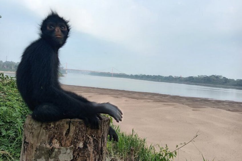 A monkey sitting on a tree stump by a river. 5