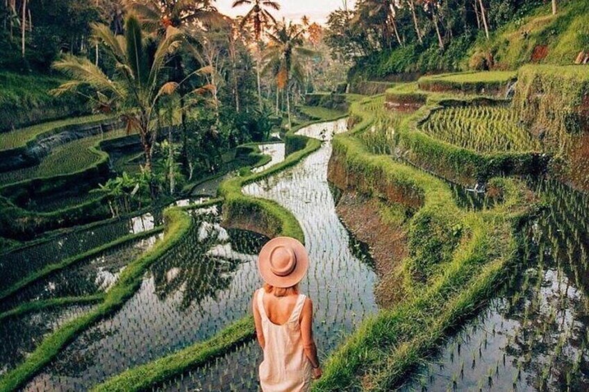 A person standing in a rice paddy with terraced fields and palm trees. 1