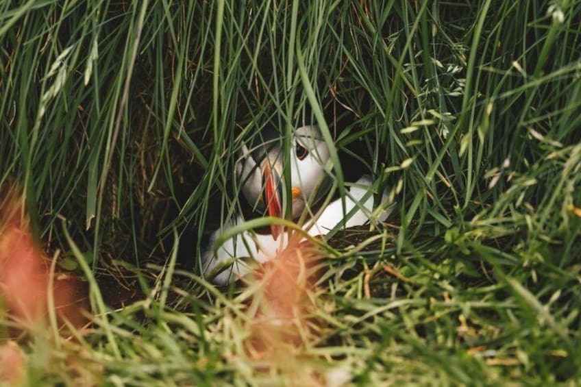 A puffin in a grassy area. 4