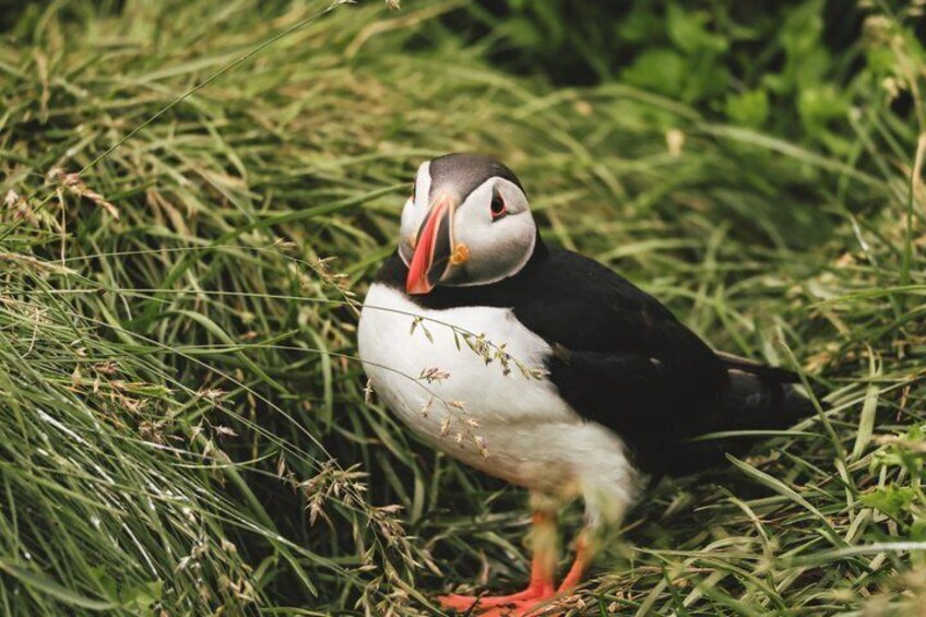 A puffin standing on grass. 5