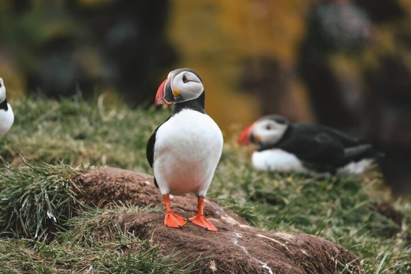A puffin standing on a rock with grass around, and other puffins in the background. 2