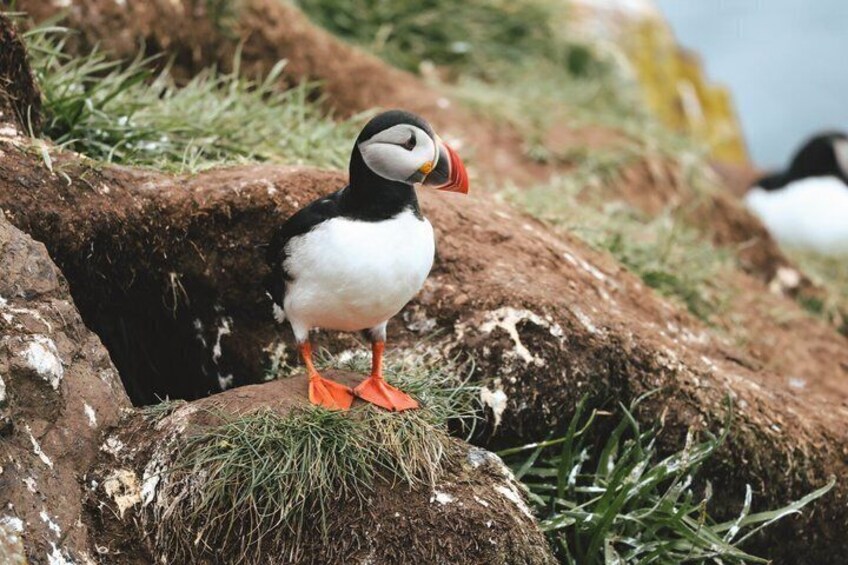 A puffin standing on a rocky outcrop with grass. 3