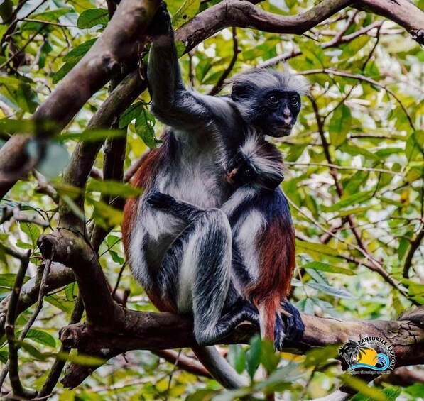 A monkey with black and white fur sitting on a tree branch surrounded by green foliage. 5
