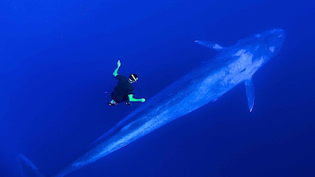 Picture 1 for Activity Mirissa Whale and Dolphin Snorkeling with Free Turtle Safari 2