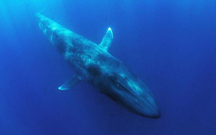 Picture 3 for Activity Mirissa Whale and Dolphin Snorkeling with Free Turtle Safari 3