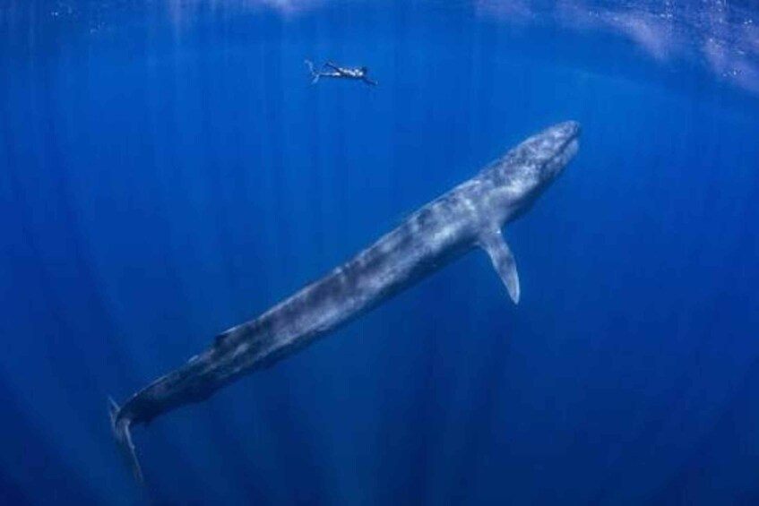 Mirissa Whale and Dolphin Snorkeling with Free Turtle Safari 1