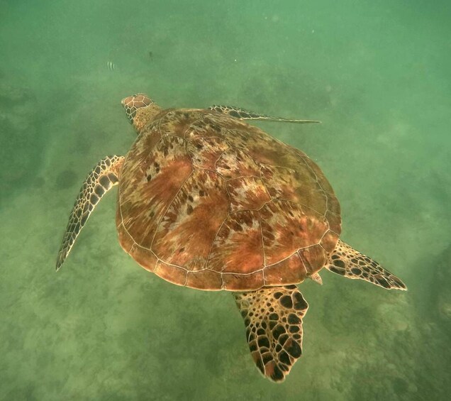 A sea turtle swimming underwater. 2