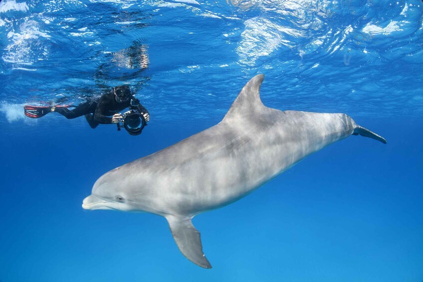 A diver swimming with a dolphin in clear blue water. 3
