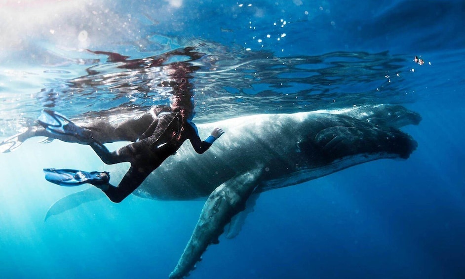 A diver swimming with a whale in clear blue water. 1