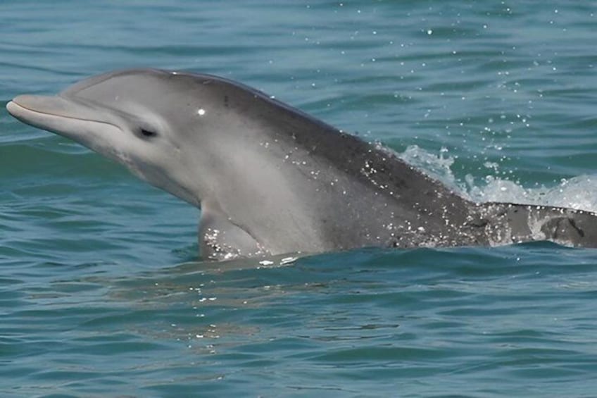 A dolphin swimming in clear blue water. 3