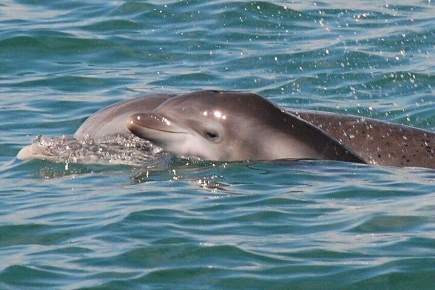 Blue Wave Adventures TursiOps Dolphin Watch Cruise Murrells Inlet 4
