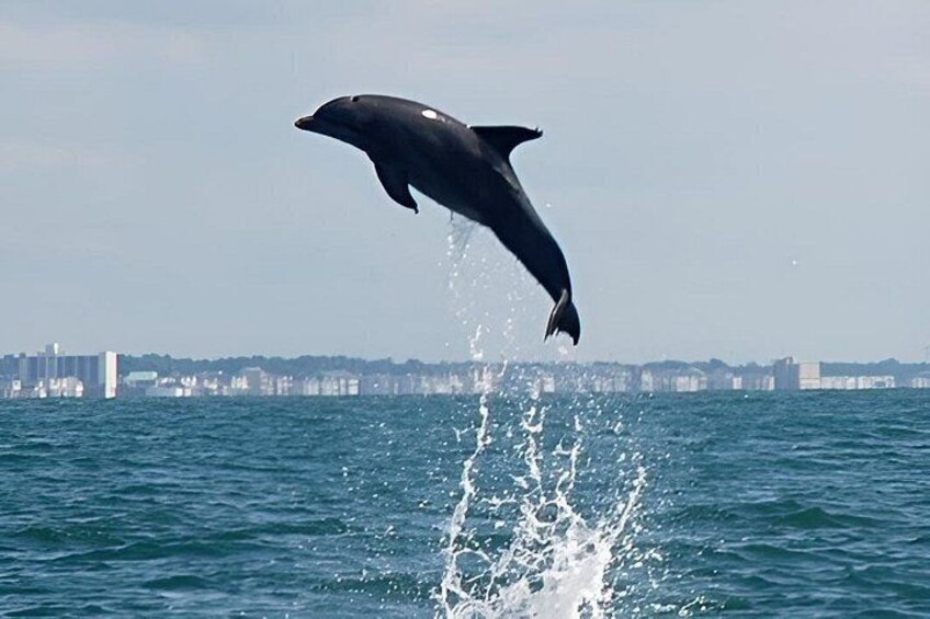 Blue Wave Adventures TursiOps Dolphin Watch Cruise Murrells Inlet 3