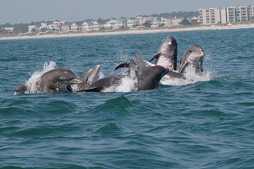 Dolphins in the ocean with buildings in the background. 1