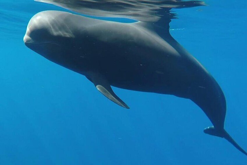 A whale swimming underwater. 1