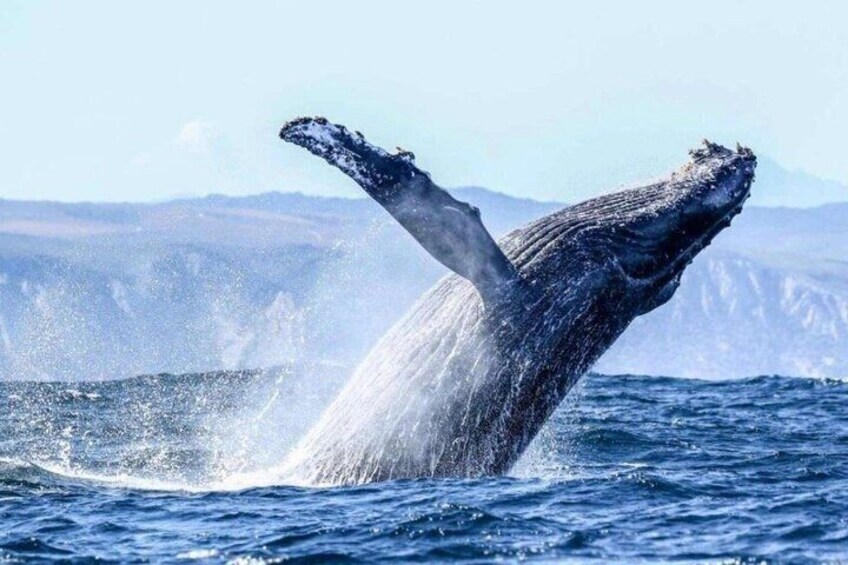 A humpback whale breaching with its tail flukes visible above the water. 5
