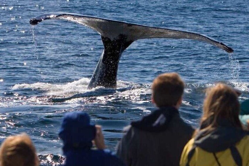 A whale tail breaching with water splashing, and people observing. 4