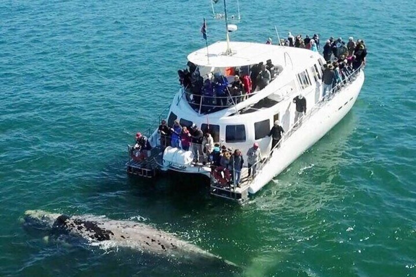 A boat with passengers observing a whale in the water. 1