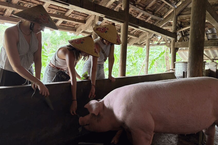 A pig in a rustic shelter with people tending to it. 4