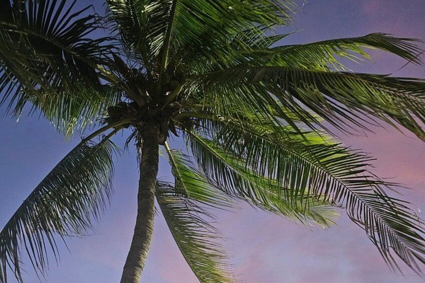 A tall palm tree with a clear sky in the background. 3