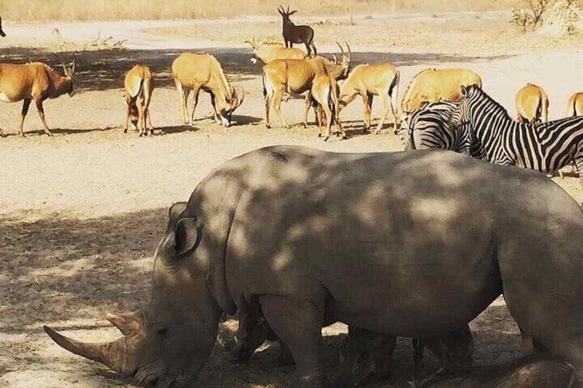 Safari Game Park 4