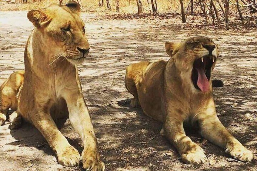 Safari Game Park 2